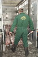Ferkel verladen 15