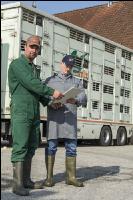 Ferkel Transportbescheinigung 3