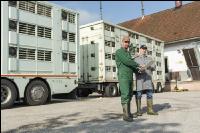 Ferkel Transportbescheinigung 2