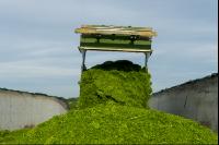 Silage verdichten 1
