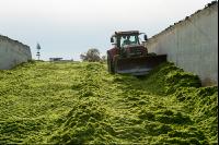 Fahrsilo Grünschnittroggen 15