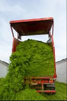 Fahrsilo Grünschnittroggen 13