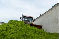 Fahrsilo Grünschnittroggen 11