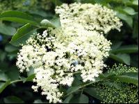 Holunder Blüte 6