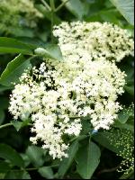 Holunder Blüte 5