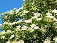 Holunder Blüte 4