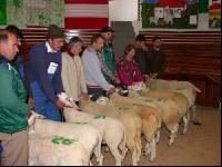 Texelschaf Körung 2