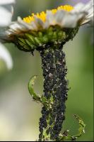 Schwarze Bohnenlaus 1