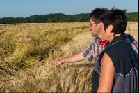 Barley laid grain crop 1