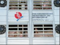 Schweine Transport 13