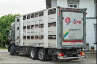 Schweine Transport 10