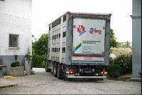 Schweine Transport 9
