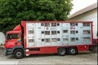 Schweine Transport 8