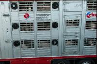 Schweine Transport 7