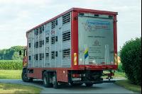 Schweine Transport 6