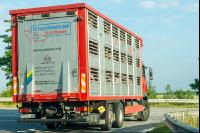 Schweine Transport 3