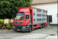 Schweine Transport 2