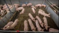 Mastschweine 130