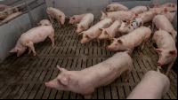 Mastschweine 129