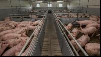Mastschweine 128