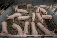 Mastschweine 127