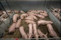 Mastschweine 126