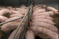Mastschweine 125