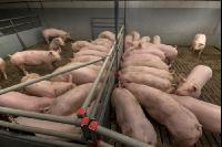 Mastschweine 124