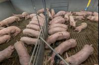 Mastschweine 123