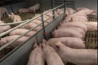 Mastschweine 121