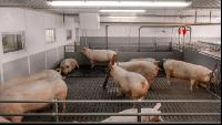 Mastschweine 120