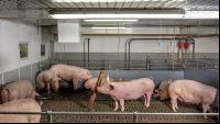 Mastschweine 119