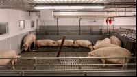 Mastschweine 118