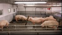 Mastschweine 117