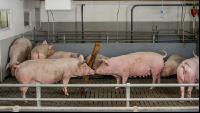 Mastschweine 116