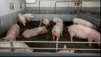 Mastschweine 115