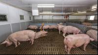 Mastschweine 114