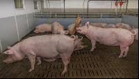Mastschweine 112