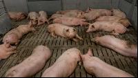 Mastschweine 122