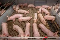 Mastschweine 111