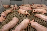 Mastschweine 110