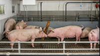 Mastschweine 109