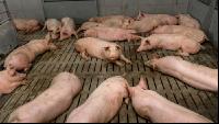 Mastschweine 107
