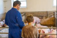 Management Mastschweine 3