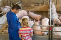 Management Mastschweine 5