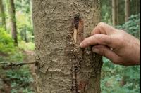 Waldschäden Vandalismus 8