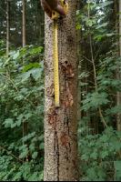 Waldschäden Vandalismus 6