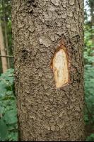 Waldschäden Vandalismus 5