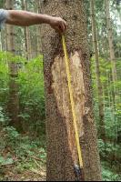 Waldschäden Vandalismus 4