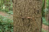 Waldschäden Vandalismus 3